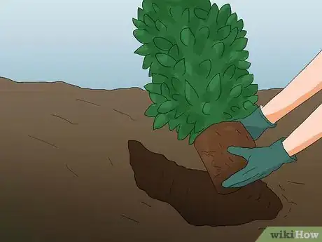 Image titled Attract Squirrels Step 6