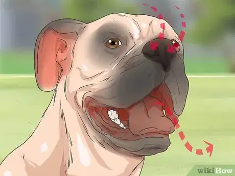 Image titled Treat Heart Conditions in Boxers Step 7