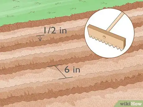 Image titled Grow Night Scented Stock Step 3