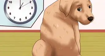 Get Your Puppy to Stop Biting