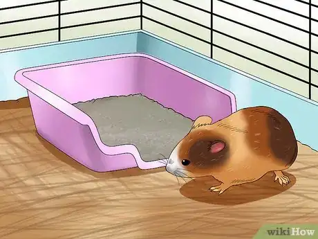 Image titled Toilet Train a Hamster Step 4