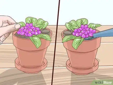 Image titled Grow African Violets Step 10