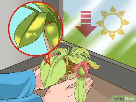 Image titled Care for Nepenthes (Tropical Pitcher Plants) Step 10