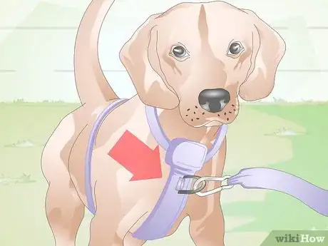 Image titled Choose the Right Harness for Your Dog Step 3