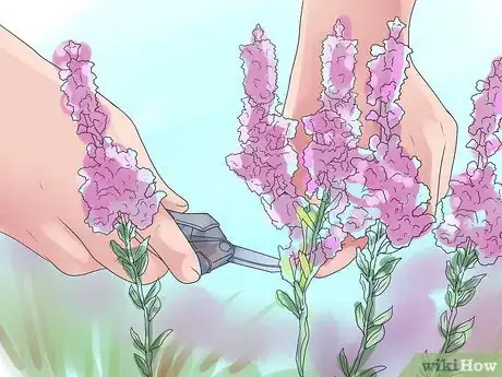 Image titled Care for Heather Plants Step 7