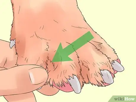 Image titled Protect Dog Paws Step 15