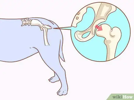 Image titled Care for an English Mastiff Step 5