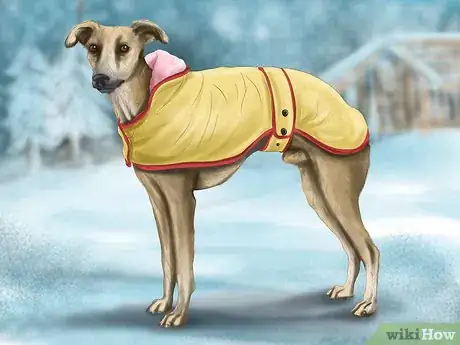 Image titled Care for a Greyhound Step 16