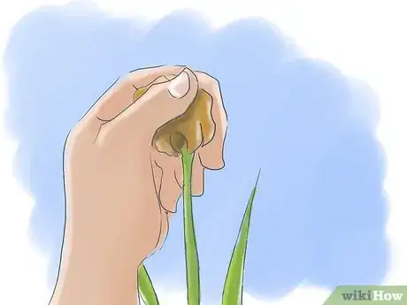Image titled Take Care of Irises when Their Flowers Die Step 2