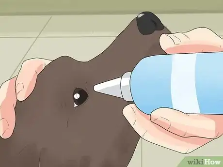 Image titled Care for German Shorthaired Pointers Step 11