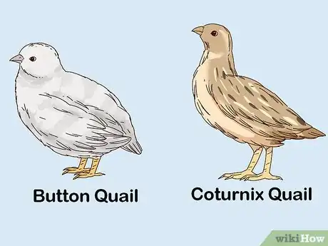 Image titled Raise Quail for Eggs Step 3