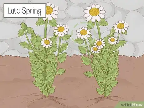 Image titled Grow Feverfew Step 14