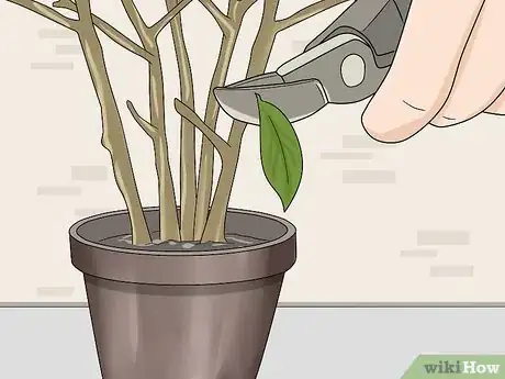 Image titled Overwinter Fuchsias Step 12