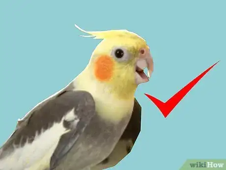 Image titled Keep a Cockatiel Healthy Step 1