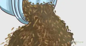 Dry Fresh Grown Catnip