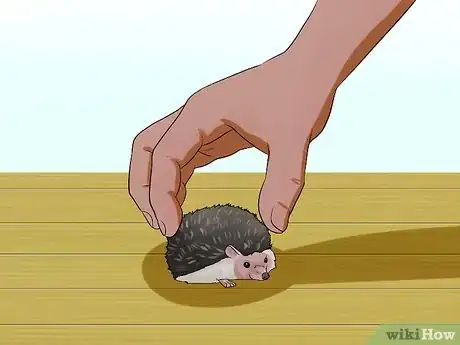 Image titled Help Your Hedgehog Get Used to Handling Step 3