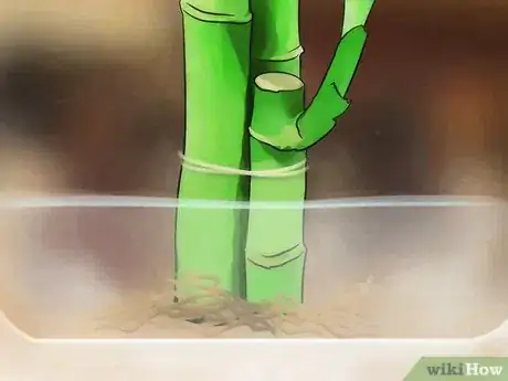 Image titled Take Care of Lucky Bamboo Step 7