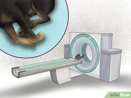 Image titled Diagnose Osteochondrosis Dissecans in Rottweilers Step 6