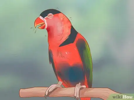 Image titled Treat Chlamydiosis in Lories and Lorikeets Step 4