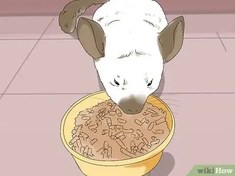 Image titled Feed a Chinchilla Step 3