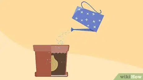 Image titled Grow Daffodils Indoors Step 1