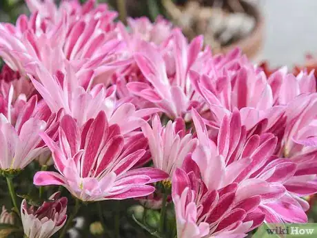 Image titled Make a Dried Flower Bouquet Step 3