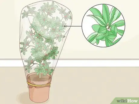 Image titled Grow Miracle Berries Step 12