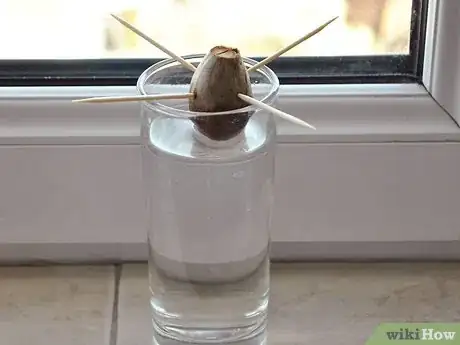 Image titled Grow an Avocado As a Houseplant Step 11