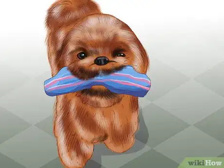 Image titled Treat Patellar Luxation in Shih Tzus Step 12