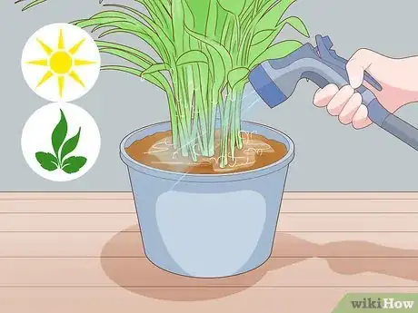 Image titled Make an Areca Palm Grow Faster Step 6