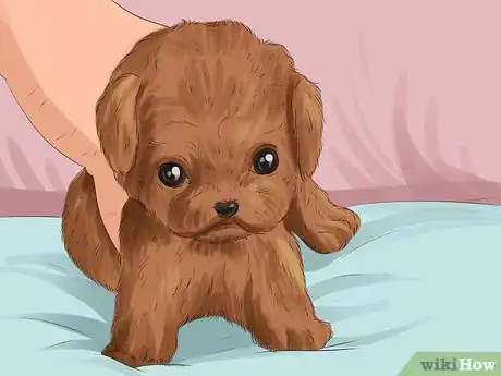 Image titled Select a Toy Poodle Step 10