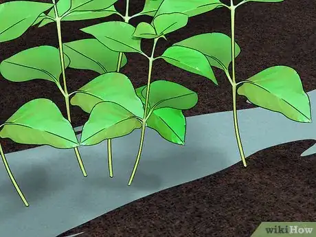 Image titled Fertilize Lantana Step 9