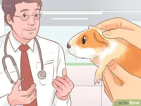 Image titled Care for a Crested Guinea Pig Step 19
