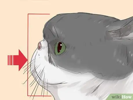 Image titled Identify an Exotic Shorthair Cat Step 4