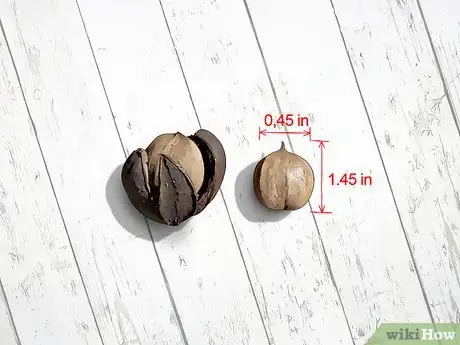 Image titled Identify Hickory Nuts Step 13