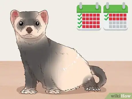 Image titled Get Your Ferret Spayed or Neutered Step 2