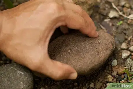 Image titled Grow Elephant Ear Plants Step 7