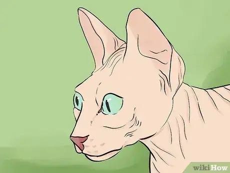 Image titled Identify a Sphynx Cat Step 2