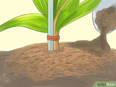 Image titled Grow a Queen Palm Step 17