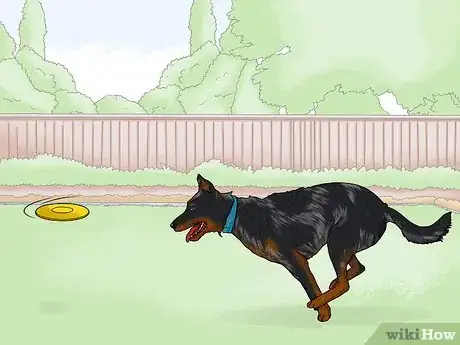 Image titled Identify a Beauceron Step 13