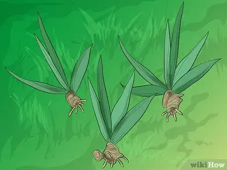 Image titled Divide Bearded Irises Step 4