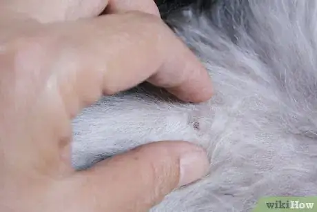 Image titled Maintain a Pet's Hair Step 5