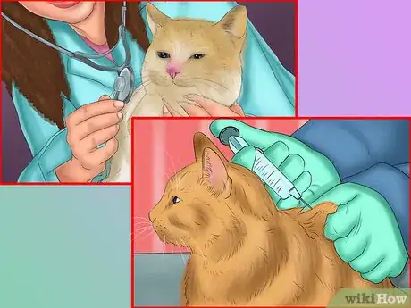 Image titled Care for a Pixiebob Cat Step 11