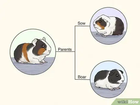 Image titled Choose a Guinea Pig for Breeding Step 9