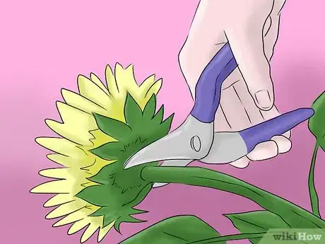 Image titled Get Rid of Sunflowers Step 9