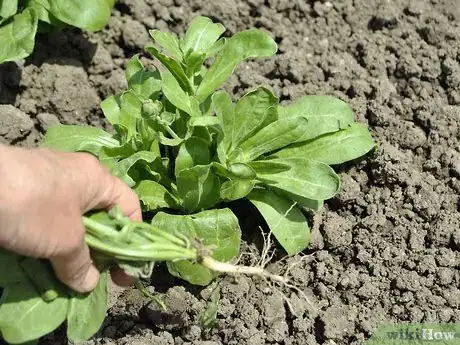 Image titled Grow Calendula Step 5