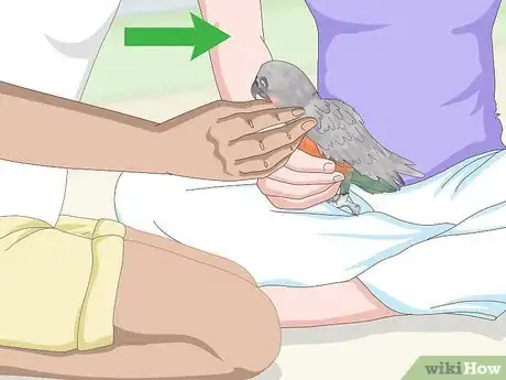 Image titled Know if a Red Bellied Parrot Is Right for You Step 3