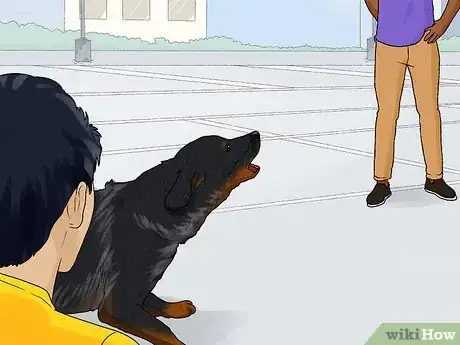 Image titled Identify a Beauceron Step 14