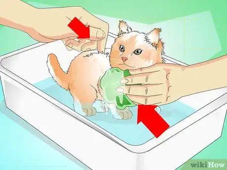 Image titled Give a Kitten a Bath Step 8