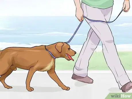 Image titled Do Short Training Sessions with Your Hunting Dog Step 3